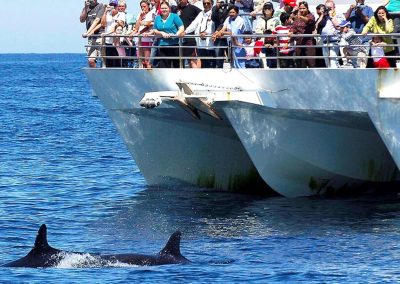 Port Stephens Dolphin Cruise